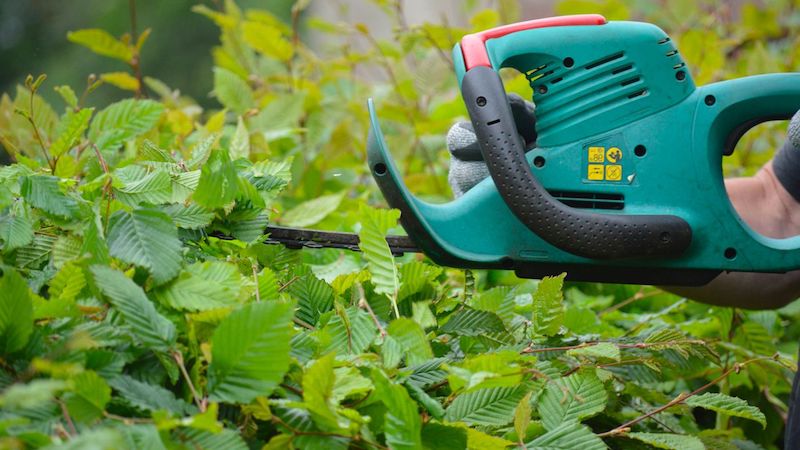 Best Electric Hedge Trimmer for thick branches in 2023
